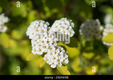 Spiraea japonica, sucrée japonaise, spirée fleurs blanches closeup focus sélectif Banque D'Images