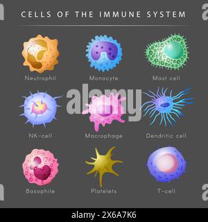 Système immunitaire. Ensemble de microbiologie lymphocytes t et b monocytes images récentes de dessins animés vectoriels Illustration de Vecteur