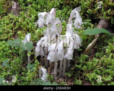 Indian Pipe (Monotropa uniflora) dans le Glacier National Park, Montana, une fleur sauvage blanche dépourvue de chlorophylle Banque D'Images