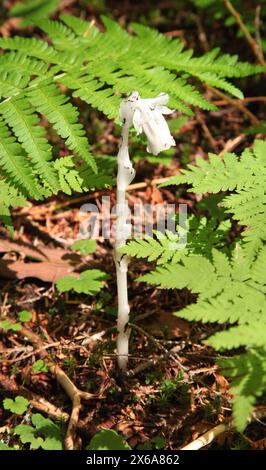 Indian Pipe (Monotropa uniflora) dans le Glacier National Park, Montana, une fleur sauvage blanche dépourvue de chlorophylle Banque D'Images