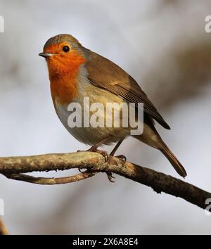 Une vue rapprochée de Robin (Erithacus rubecula) au soleil dans le Gloucestershire UK Banque D'Images