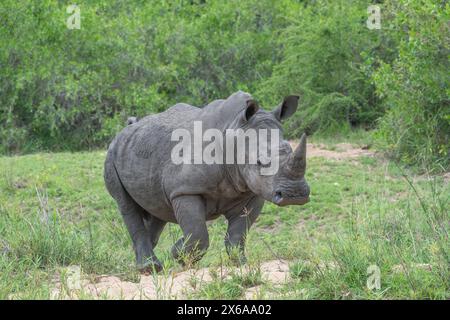 Rhinocéros marchant dans un champ herbeux ouvert Banque D'Images