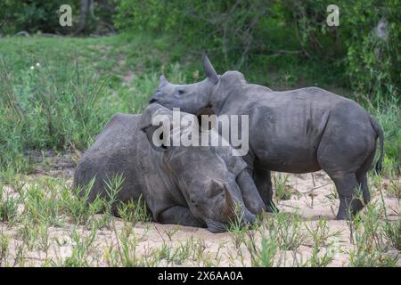 Rhinocéros femelle avec un veau subadulte reposant la tête sur le côté Banque D'Images