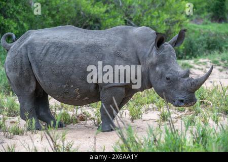 Rhinocéros blanc debout sur le côté dans un champ ouvert Banque D'Images