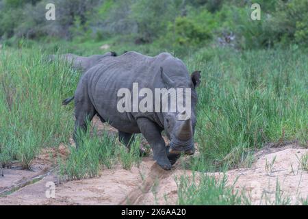 Rhinocéros marchant et se tournant vers la caméra - vue de champ ouvert Banque D'Images