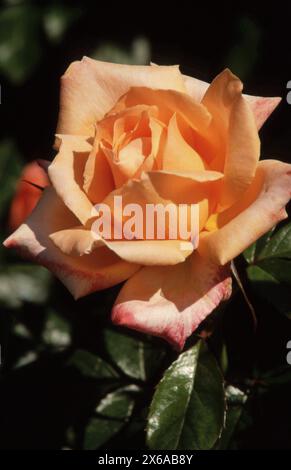GROS PLAN DE ROSE ORANGE (ROSA) 'ATLANTIC STAR'. AUSTRALIE. Banque D'Images