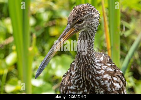 Vue rapprochée d'un limpkin (Aramus guarauna) au Sweetwater Wetlands Park le long de Paynes Prairie Preserve à Gainesville, en Floride. (ÉTATS-UNIS) Banque D'Images