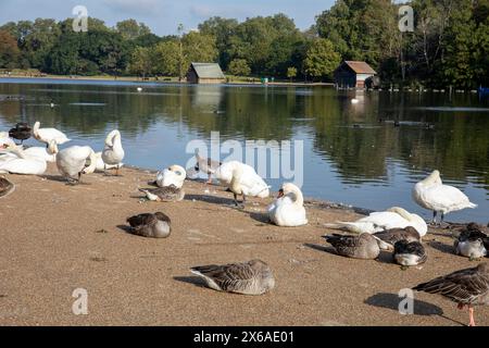 Hyde Park Londres, vue météo automne canicule à travers les canards Serpentine et cygnes sur la rive du lac, Londres, Angleterre, Royaume-Uni Banque D'Images