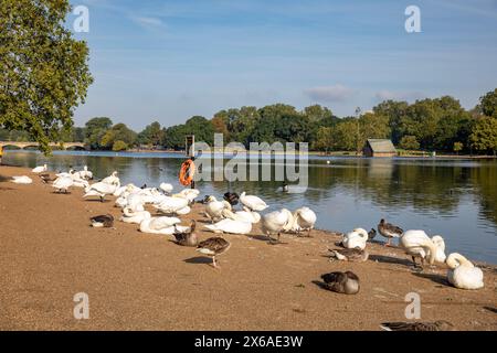 Hyde Park Londres, vue météo automne canicule à travers les canards Serpentine et cygnes sur la rive du lac, Londres, Angleterre, Royaume-Uni Banque D'Images