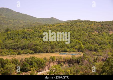 Beaucoup de ruches dans une rangée dans une clairière dans la forêt. Azerbaïdjan. Banque D'Images