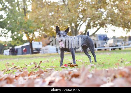 Chien de bétail australien jouant dans les feuilles d'automne Banque D'Images