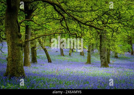 Kinclaven Bluebell Woodland Perthshire Écosse Banque D'Images