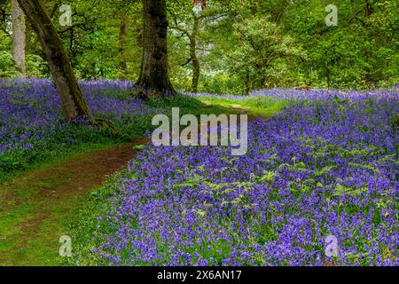 Kinclaven Bluebell Woodland Perthshire Écosse Banque D'Images