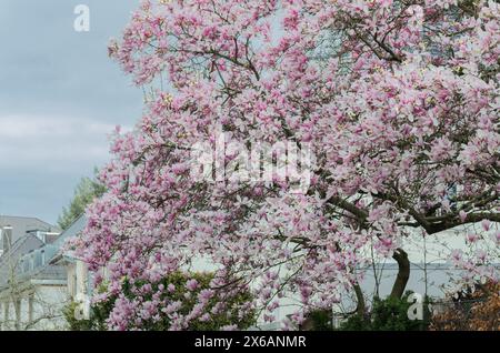 Arbre magnolia fleuri sur le fond de bâtiment blanc. Banque D'Images