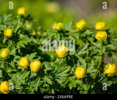 Globe-fleur jaune riche en forme de bol lors d'une journée de printemps ensoleillée. Globeflower jaune, Trollius x cultorum fleurs en gros plan avec un fond de flou Banque D'Images