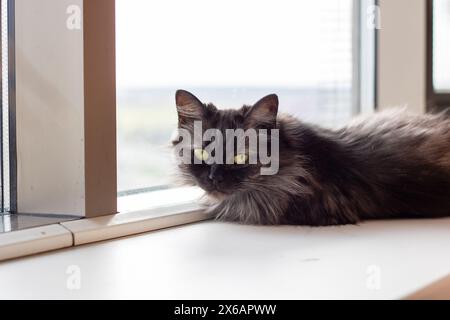 Un chat domestique de petite à moyenne taille à poil court, un membre de la famille des Felidae et un carnivore, se prélasse sur un rebord de fenêtre, mettant en valeur ses moustaches Banque D'Images