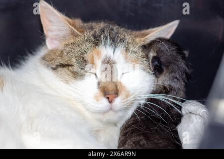 Un gros plan d'un chat domestique à poil court, une créature carnivore petite à moyenne de la famille des Felidae, dormant paisiblement avec ses yeux clos Banque D'Images