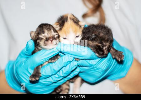 Une personne en gants bleus électriques berce trois chatons de petite à moyenne taille, offrant un confort aux animaux de Carnivore Felidae avec une fourrure douce et Banque D'Images