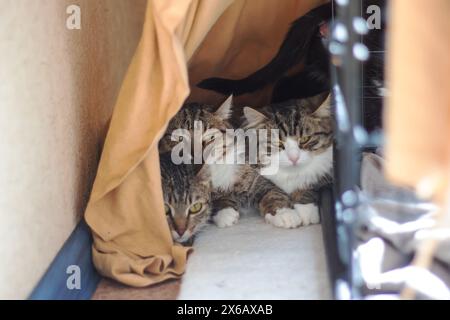 Trois Felidae, petits à moyens chats avec des moustaches et de la fourrure, sont assis dans une cage, regardant la caméra. L'un est un chat domestique à poil court. Le c Banque D'Images