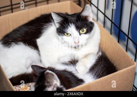 Un chat domestique à poil court, un membre de la famille des Felidae et un carnivore, avec des moustaches et de la fourrure, se prélasse dans une boîte d'expédition en bois Banque D'Images