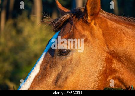 Des yeux de cheval émouvants regardent directement la caméra, révélant le lien profond entre le cheval et l'humain. Banque D'Images