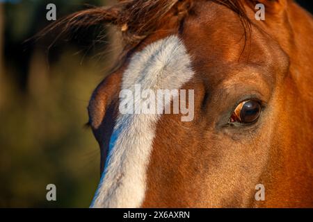 Des yeux de cheval émouvants regardent directement la caméra, révélant le lien profond entre le cheval et l'humain. Banque D'Images