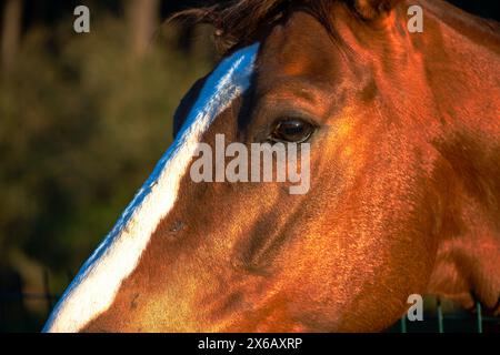 Des yeux de cheval émouvants regardent directement la caméra, révélant le lien profond entre le cheval et l'humain. Banque D'Images