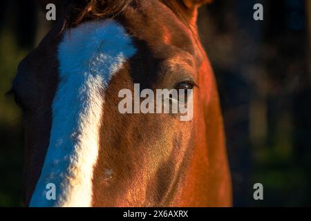 Des yeux de cheval émouvants regardent directement la caméra, révélant le lien profond entre le cheval et l'humain. Banque D'Images