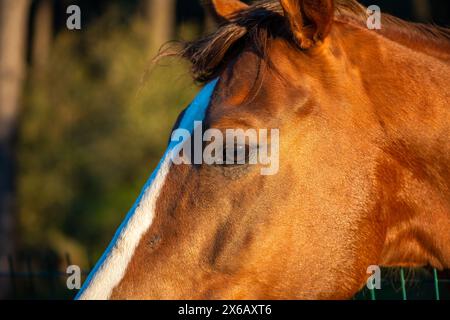 Des yeux de cheval émouvants regardent directement la caméra, révélant le lien profond entre le cheval et l'humain. Banque D'Images