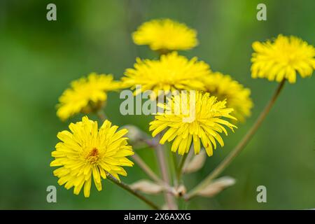 Une superbe photo macro capturant les détails complexes d'un tas de Taraxacum officinale, communément appelé pissenlits. Banque D'Images