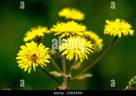 Une superbe photo macro capturant les détails complexes d'un tas de Taraxacum officinale, communément appelé pissenlits. Banque D'Images