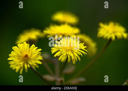 Une superbe photo macro capturant les détails complexes d'un tas de Taraxacum officinale, communément appelé pissenlits. Banque D'Images