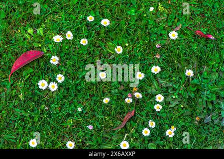 Une photo de fond vibrante capturant la beauté des marguerites et des feuilles rouges sur l'herbe verte luxuriante, parfait pour le printemps ou l'été. Banque D'Images