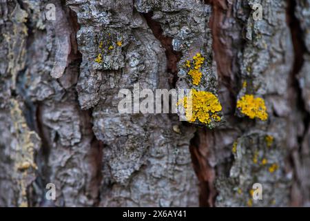 Une exploration rapprochée des lichens sur un tronc d'arbre, mettant en évidence la relation symbiotique complexe entre les champignons et les algues. Banque D'Images