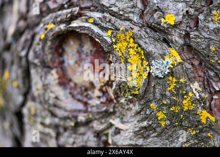 Une exploration rapprochée des lichens sur un tronc d'arbre, mettant en évidence la relation symbiotique complexe entre les champignons et les algues. Banque D'Images