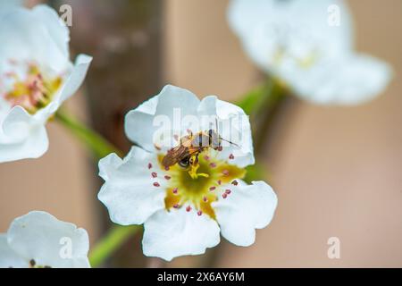 Une macro photographie détaillée capturant la beauté complexe d'une abeille sur une fleur blanche, la pollinisation en action. Banque D'Images