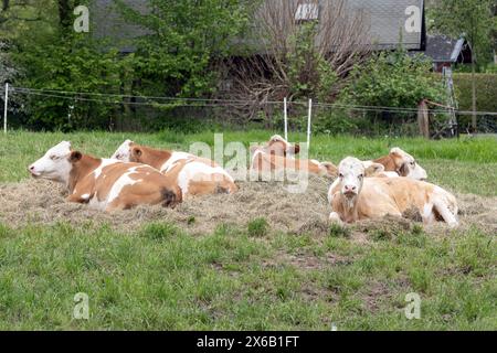 Les vaches brunes et blanches se trouvent en cercle et se reposent Banque D'Images