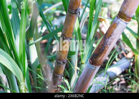 Les bourgeons de la canne à sucre poussent lorsqu'ils sont plantés dans l'agriculture. canne à sucre et pousses de canne à sucre Banque D'Images