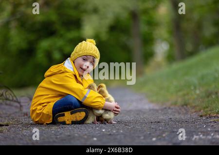 Mignon petit écolier, jouant avec peu de gosling dans le parc un jour de pluie, printemps Banque D'Images