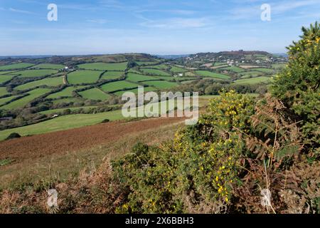 Vue sur les landes et les pâturages en direction du hameau de Morecombelake depuis Golden Cap avec floraison Western Gorse (Ulex gallii), Dorset, Royaume-Uni, octobre. Banque D'Images