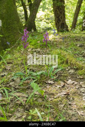 Orchidée pourpre précoce (Orchis mascula) une des premières orchidées à fleurir. Fownhope Herefordshire Royaume-Uni. Mai 2024 Banque D'Images