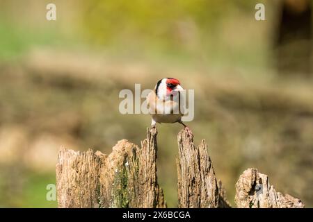 Goldfinch mâle adulte (Carduelis carduelis) perché sur une souche d'arbre en décomposition. Ringford Écosse Royaume-Uni. Avril 2024 Banque D'Images