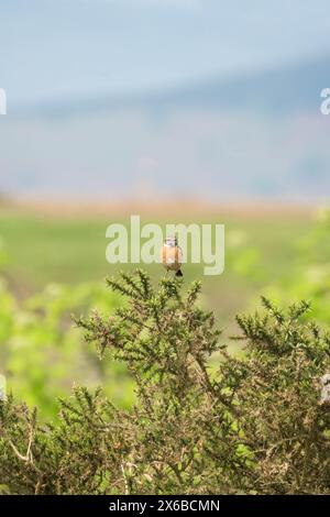 Femelle Stonechat (Saxicola torquata) perchée sur un membre du buisson gorse, Bradnor Hill Kington Herefordshire. Mai 2024 Banque D'Images