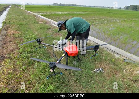 Le 13 mai 2024, Purworejo, Java central, Indonésie : un opérateur de drone vole et pulvérise des pesticides liquides et de l'engrais liquide pour plantes de riz qui seront pulvérisés sur une rizière de 35 hectares dans le village de Sruwoh, sous-district de Ngombol, Purworejo, Java central, le 13 mai 2024, certains agriculteurs locaux ont commencé à utiliser des drones pour fertiliser les cultures et également pulvériser un liquide répulsif sur les plants de riz, ce qui est considéré comme plus efficace et efficient car cela ne prend en moyenne que 15-20 minutes sur une terre de 2 hectares en aidant à augmenter les rendements des cultures ainsi que la main-d’œuvre et l’efficacité du temps, le drone agricole Banque D'Images