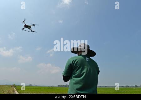 Le 13 mai 2024, Purworejo, Java central, Indonésie : un opérateur de drone vole et pulvérise des pesticides liquides et de l'engrais liquide pour plantes de riz qui seront pulvérisés sur une rizière de 35 hectares dans le village de Sruwoh, sous-district de Ngombol, Purworejo, Java central, le 13 mai 2024, certains agriculteurs locaux ont commencé à utiliser des drones pour fertiliser les cultures et également pulvériser un liquide répulsif sur les plants de riz, ce qui est considéré comme plus efficace et efficient car cela ne prend en moyenne que 15-20 minutes sur une terre de 2 hectares en aidant à augmenter les rendements des cultures ainsi que la main-d’œuvre et l’efficacité du temps, le drone agricole Banque D'Images