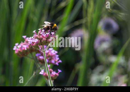 Bourdon (bombus) récoltant le pollen des fleurs de la verveine patagonienne (verveine bonariensis) au soleil Banque D'Images