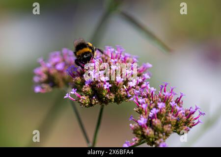 Bourdon (bombus) récoltant le pollen des fleurs de la verveine patagonienne (verveine bonariensis) au soleil Banque D'Images