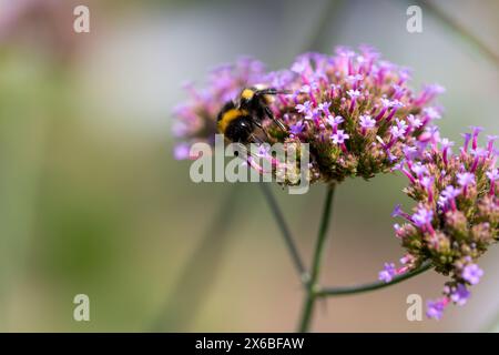 Bourdon (bombus) récoltant le pollen des fleurs de la verveine patagonienne (verveine bonariensis) au soleil Banque D'Images