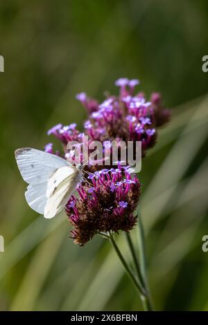 Gros plan des fleurs du vervain patagonien (verveine bonariensis) avec arrière-plan et espace de copie flous Banque D'Images