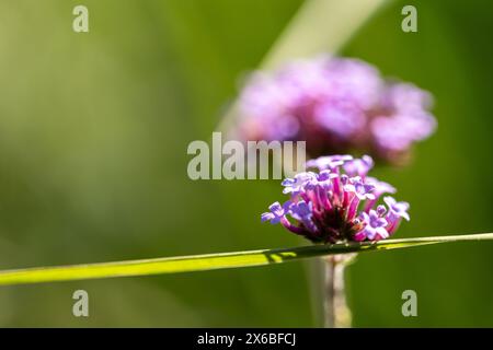 Gros plan des fleurs du vervain patagonien (verveine bonariensis) avec arrière-plan et espace de copie flous Banque D'Images